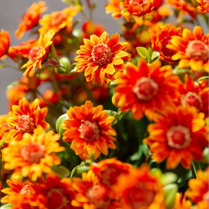 🌹Last Day Each🌹 - Artificial Outdoor Sunset Mums Flowers -  Waterproof, Windproof