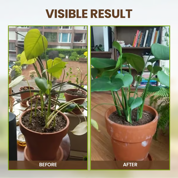 🔥Last Day 70% OFF-🌱Soil Activated Treasure-You Will Be Amazed!