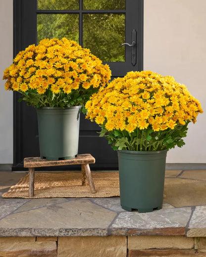 🌹Last Day Each🌹 - Artificial Outdoor Sunset Mums Flowers -  Waterproof, Windproof