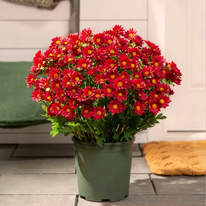 🌹Last Day Each🌹 - Artificial Outdoor Sunset Mums Flowers -  Waterproof, Windproof