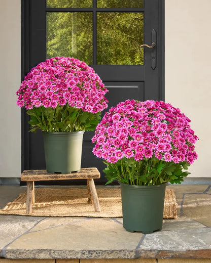 🌹Last Day Each🌹 - Artificial Outdoor Sunset Mums Flowers -  Waterproof, Windproof