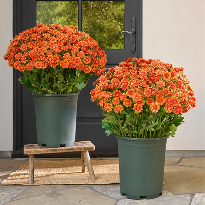 🌹Last Day Each🌹 - Artificial Outdoor Sunset Mums Flowers -  Waterproof, Windproof