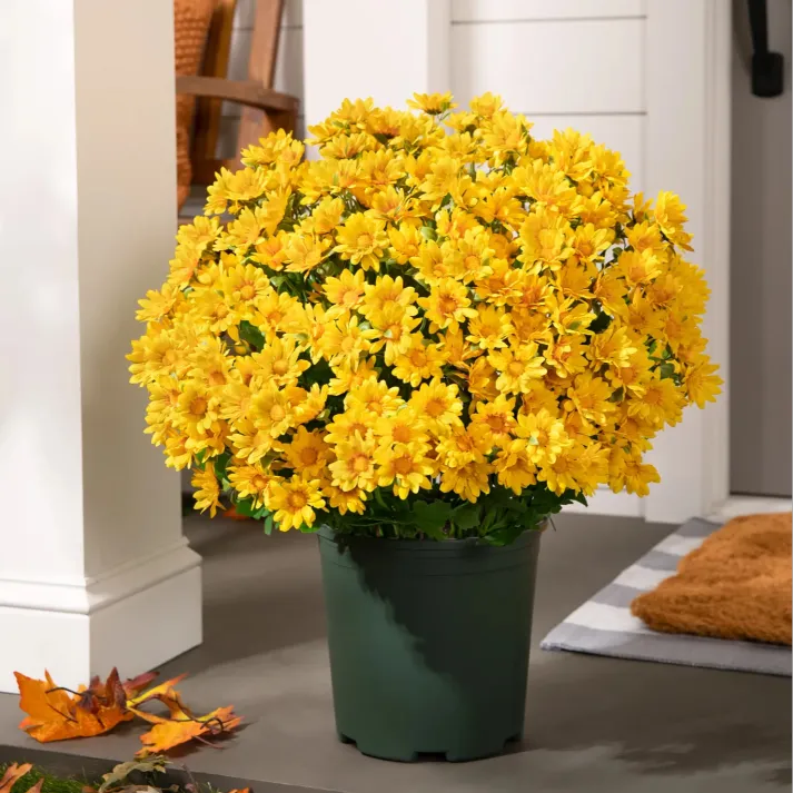 🌹Last Day Each🌹 - Artificial Outdoor Sunset Mums Flowers -  Waterproof, Windproof