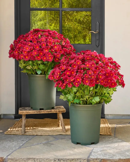 🌹Last Day Each🌹 - Artificial Outdoor Sunset Mums Flowers -  Waterproof, Windproof