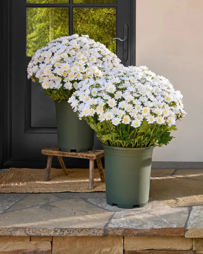 🌹Last Day Each🌹 - Artificial Outdoor Sunset Mums Flowers -  Waterproof, Windproof