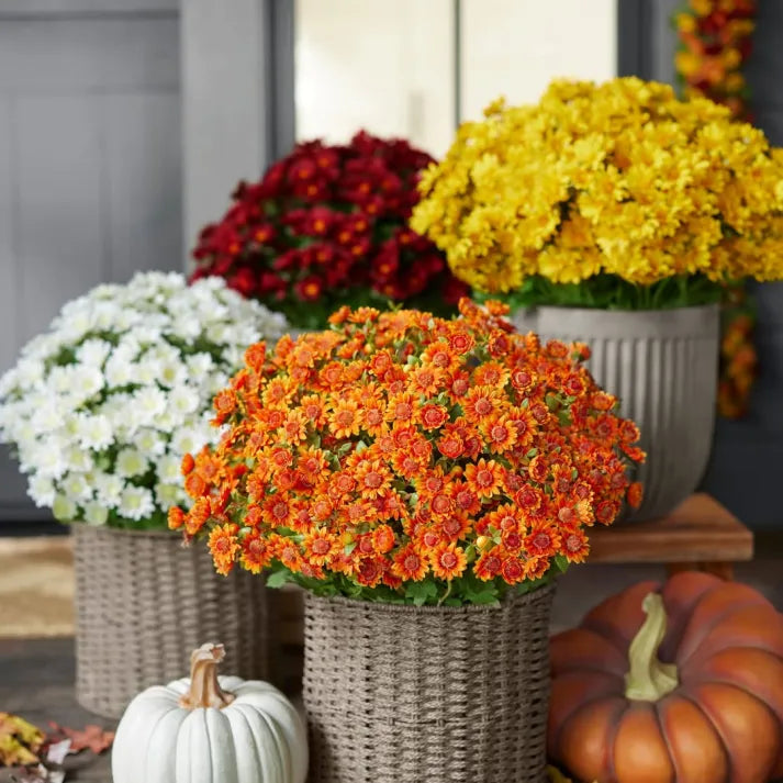 🌹Last Day Each🌹 - Artificial Outdoor Sunset Mums Flowers -  Waterproof, Windproof